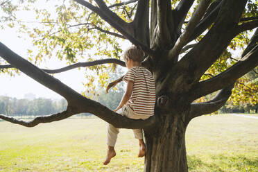 Einsamer Junge sitzt im Park auf einem Ast eines Baumes - NDEF01413