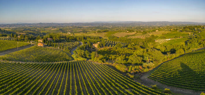 Elevated view of vineyards near San Gimignano at sunrise, San Gimignano, Tuscany, Italy, Europe - RHPLF28954