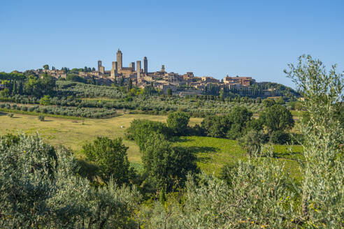 View of olive trees and landscape with San Gimignano in background, San Gimignano, Province of Siena, Tuscany, Italy, Europe - RHPLF28964