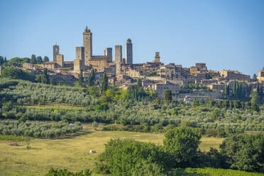 View of olive trees and landscape around San Gimignano, San Gimignano, Province of Siena, Tuscany, Italy, Europe - RHPLF28965