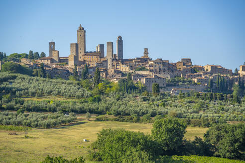 View of olive trees and landscape around San Gimignano, San Gimignano, Province of Siena, Tuscany, Italy, Europe - RHPLF28965