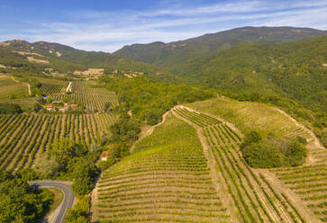 Elevated view of vineyards near Borello, Emilia Romagna, Italy, Europe - RHPLF28968