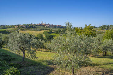 View of olive trees and landscape with San Gimignano in background, San Gimignano, Province of Siena, Tuscany, Italy, Europe - RHPLF28970