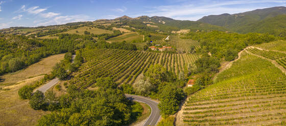 Elevated view of vineyards near Borello, Emilia Romagna, Italy, Europe - RHPLF28973