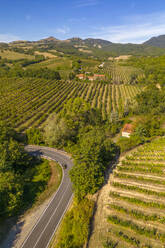 Elevated view of vineyards near Borello, Emilia Romagna, Italy, Europe - RHPLF28975