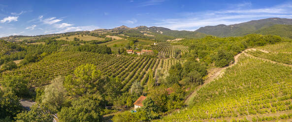 Elevated view of vineyards near Borello, Emilia Romagna, Italy, Europe - RHPLF28976