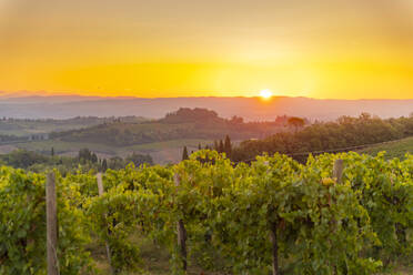 View of vineyards and landscape at sunrise near San Gimignano, San Gimignano, Province of Siena, Tuscany, Italy, Europe - RHPLF28979