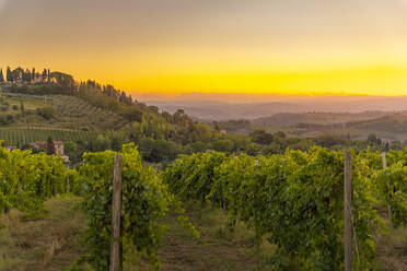View of vineyards and landscape at sunrise near San Gimignano, San Gimignano, Province of Siena, Tuscany, Italy, Europe - RHPLF28981