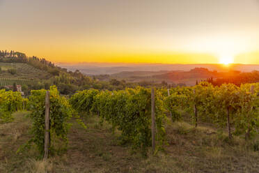 View of vineyards and landscape at sunrise near San Gimignano, San Gimignano, Province of Siena, Tuscany, Italy, Europe - RHPLF28990