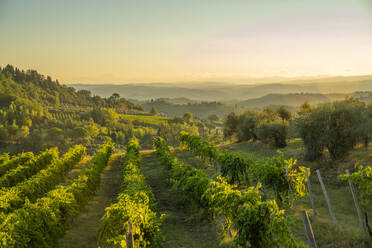 View of vineyards and landscape at sunrise near San Gimignano, San Gimignano, Province of Siena, Tuscany, Italy, Europe - RHPLF28991