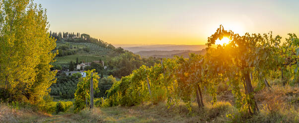 View of vineyards and landscape at sunrise near San Gimignano, San Gimignano, Province of Siena, Tuscany, Italy, Europe - RHPLF28999