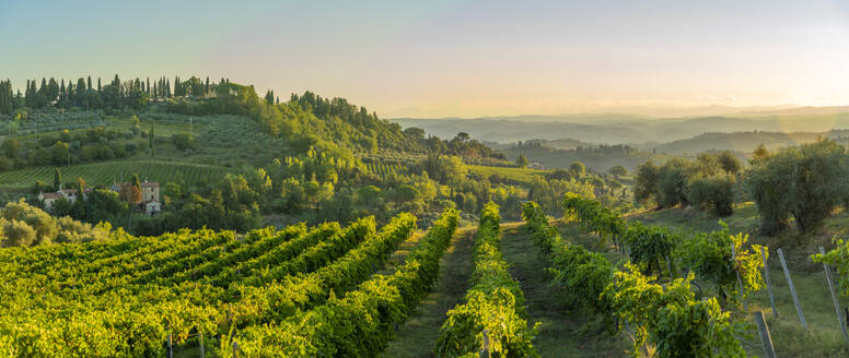 View of vineyards and landscape at sunrise near San Gimignano, San Gimignano, Province of Siena, Tuscany, Italy, Europe - RHPLF29000