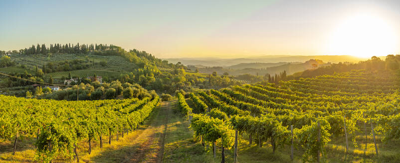 View of vineyards and landscape at sunrise near San Gimignano, San Gimignano, Province of Siena, Tuscany, Italy, Europe - RHPLF29001