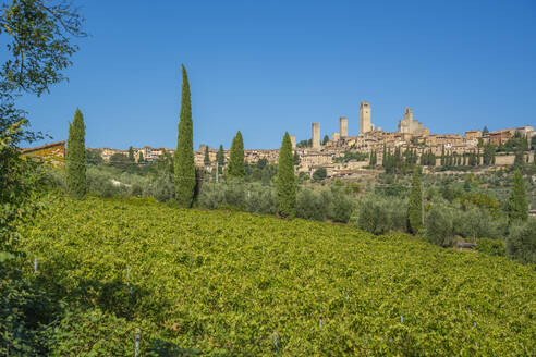 View of vineyards and San Gimignano, San Gimignano, Province of Siena, Tuscany, Italy, Europe - RHPLF29002