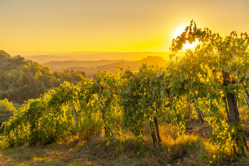 View of vineyards and landscape at sunrise near San Gimignano, San Gimignano, Province of Siena, Tuscany, Italy, Europe - RHPLF29004
