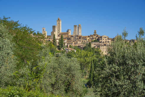 View of olive trees and San Gimignano, San Gimignano, Province of Siena, Tuscany, Italy, Europe - RHPLF29011