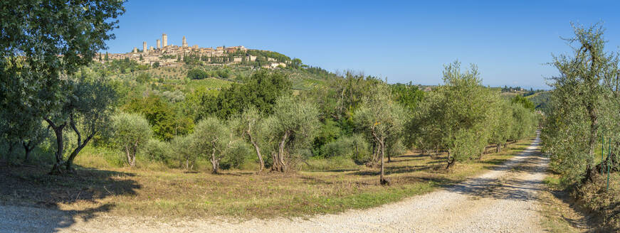 View of olive groves and San Gimignano, San Gimignano, Province of Siena, Tuscany, Italy, Europe - RHPLF29014