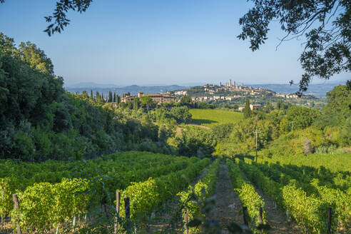 View of vineyards and San Gimignano in background, San Gimignano, Province of Siena, Tuscany, Italy, Europe - RHPLF29022