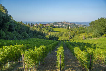 View of vineyards and San Gimignano in background, San Gimignano, Province of Siena, Tuscany, Italy, Europe - RHPLF29025