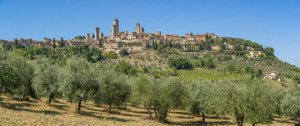 View of olive trees and San Gimignano, San Gimignano, Province of Siena, Tuscany, Italy, Europe - RHPLF29029