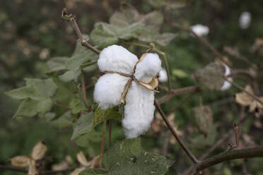 Close up of cotton boll in cotton field in Babra, Maharashtra, India, Asia - RHPLF29168