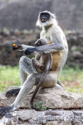 Female monkey with baby eating sweet in Daulatabad, Maharashtra, India, Asia - RHPLF29171