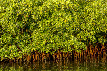 Mangrove on a waterway in Saloum, Senegal, West Africa, Africa - RHPLF29184