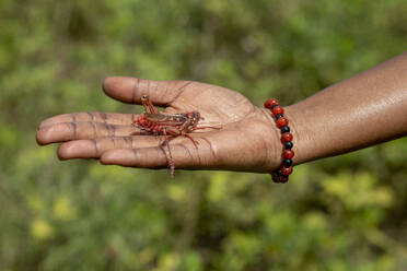 Grasshopper in hand in Toubacouta, Senegal, West Africa, Africa - RHPLF29192