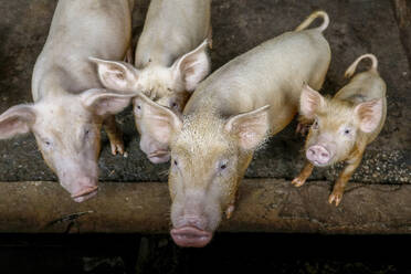 Pigs raised in Nguekhokh, Senegal, West Africa, Africa - RHPLF29195