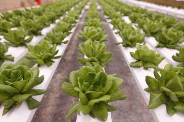 Rows of lettuce in a greenhouse, Organic hydroponic vegetable farm, Dalat, Vietnam, Indochina, Southeast Asia, Asia - RHPLF29198