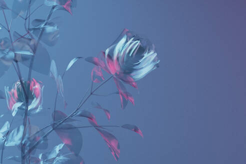 3D render of glass blooming roses against blue background - GCAF00499