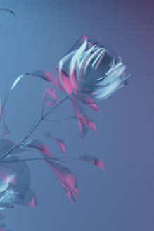 3D render of glass blooming roses against blue background - GCAF00500