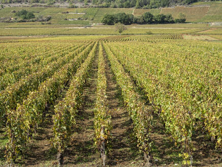 Puligny Montrachet vineyards, Route des Grands Crus, Cote d'Or, Burgundy, France, Europe - RHPLF29295