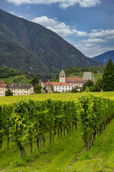 Weinberg um das Kloster Neustift, im Sommer. Kloster Neustift, Brixen, Südtirol, Italien, Europa - RHPLF29363