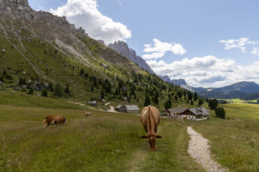 Natural Park Puez-Odle, Val di Funes, Bolzano district, Sudtirol (South Tyrol), Italy, Europe - RHPLF29380