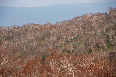 Close up of a autumnal forest with no leaves in Shiretoko National Park, North of Hokkaido, Japan, Asia - RHPLF29479