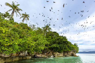 Common tube-nosed fruit bats (Nyctimene albiventer), in the air over Pulau Panaki, Raja Ampat, Indonesia, Southeast Asia, Asia - RHPLF29492