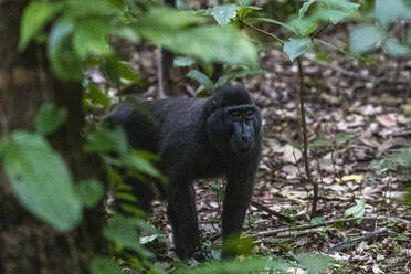 An adult male Celebes crested macaque (Macaca nigra), foraging in Tangkoko Batuangus Nature Reserve, Sulawesi, Indonesia, Southeast Asia, Asia - RHPLF29495