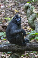 An adult male Celebes crested macaque (Macaca nigra), foraging in Tangkoko Batuangus Nature Reserve, Sulawesi, Indonesia, Southeast Asia, Asia - RHPLF29496