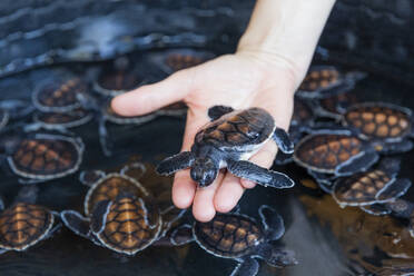 A tub full of green sea turtle hatchlings (Chelonia mydas), Tangkoko National Preserve on Sulawesi Island, Indonesia, Southeast Asia, Asia - RHPLF29501