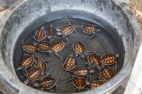 A tub full of green sea turtle hatchlings (Chelonia mydas), Tangkoko National Preserve on Sulawesi Island, Indonesia, Southeast Asia, Asia - RHPLF29507