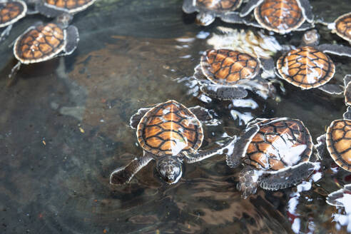 A tub full of green sea turtle hatchlings (Chelonia mydas), Tangkoko National Preserve on Sulawesi Island, Indonesia, Southeast Asia, Asia - RHPLF29508