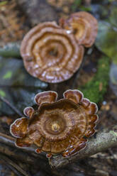 Yellow stemmed micropore (Microporus xanthopus), growing on Waigeo Island, Raja Ampat, Indonesia, Southeast Asia, Asia - RHPLF29522