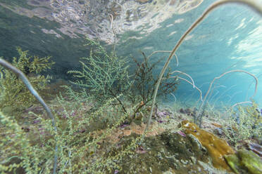 Abundant life in the crystal clear water in the shallow reefs off Freewin Wall, near Waigeo Island, Raja Ampat, Indonesia, Southeast Asia, Asia - RHPLF29523