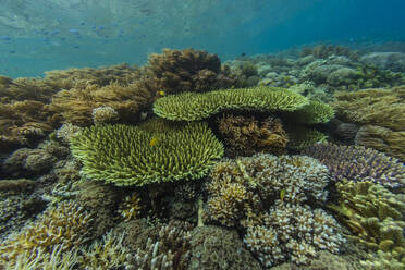 Abundant life in the crystal clear water in the shallow reefs off Sandy Beach, Manta Point, Raja Ampat, Indonesia, Southeast Asia, Asia - RHPLF29525