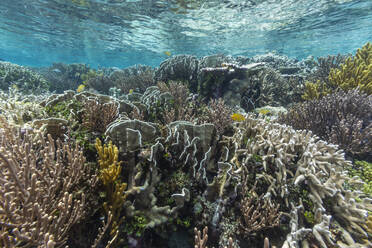 Reichhaltiges Leben im kristallklaren Wasser in den flachen Riffen vor der Wayag-Bucht, Raja Ampat, Indonesien, Südostasien, Asien - RHPLF29533