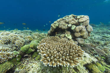 Abundant life in the crystal clear water in the shallow reefs off Sandy Beach, Manta Point, Raja Ampat, Indonesia, Southeast Asia, Asia - RHPLF29535