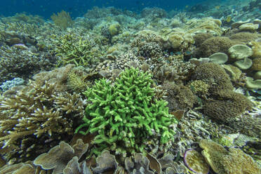 Abundant life in the crystal clear water in the shallow reefs off Sandy Beach, Manta Point, Raja Ampat, Indonesia, Southeast Asia, Asia - RHPLF29541