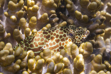 Ein ausgewachsener Wabenzackenbarsch (Epinephelus merra), vor der Insel Bangka, nahe Manado, Sulawesi, Indonesien, Südostasien, Asien - RHPLF29548