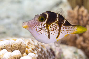 Ein ausgewachsener Mimik-Feilenfisch (Paraluteres prionurus), vor der Insel Bangka, nahe Manado, Sulawesi, Indonesien, Südostasien, Asien - RHPLF29549